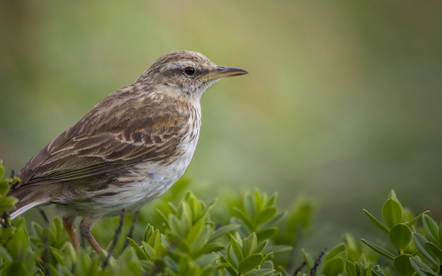 Auckland Island pipit