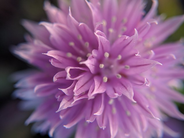 Chive flower.