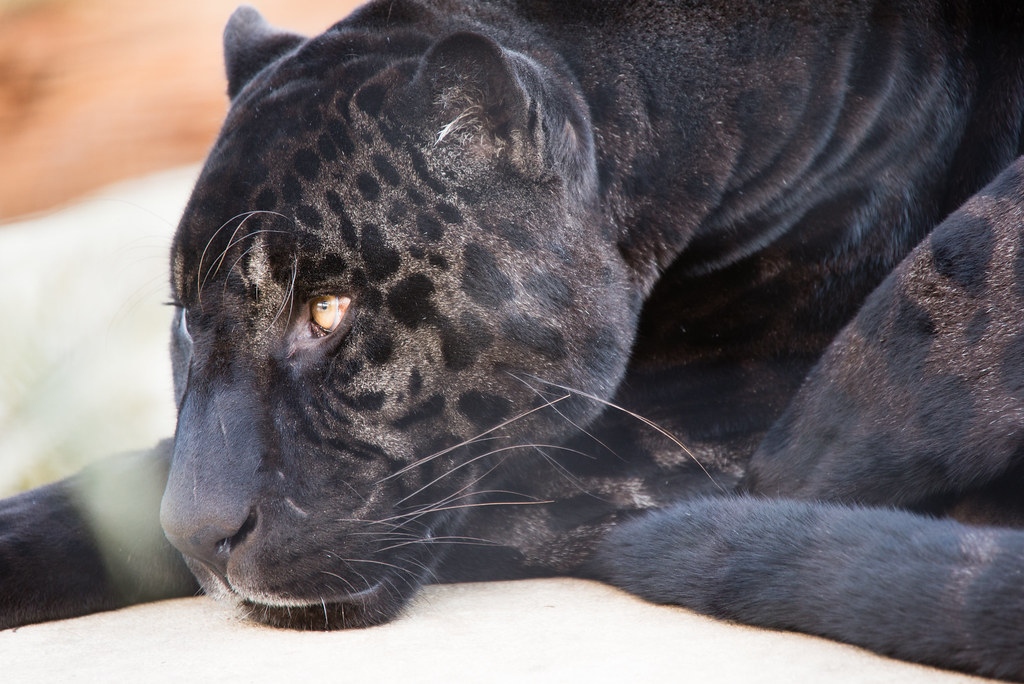 Zoo de Vincennes - Black Jaguar | A black panther is the mel… | Flickr