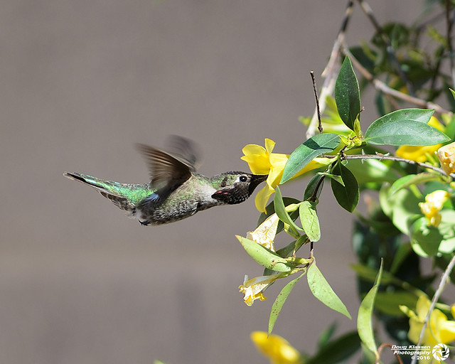 male Anna's Hummingbird on Carolina Jassimine
