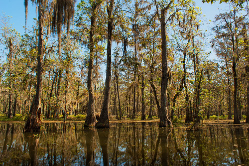 trees usa lake reflection sunrise pond louisiana atchafalayabasin bayou cedar swamp spanishmoss wetlands cypress riverdelta lakemartin baldcypress