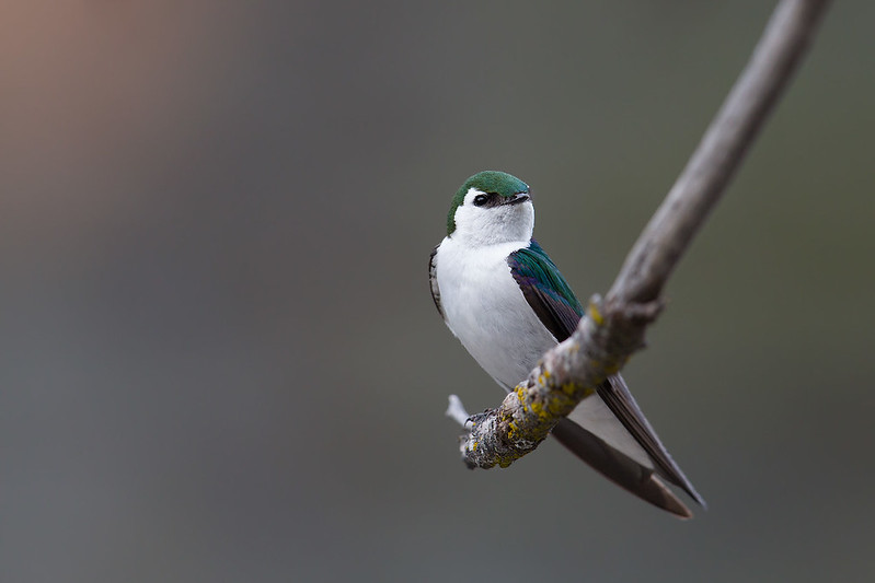 Tachycineta thalassina | Violet-green Swallow | violettgrön svala