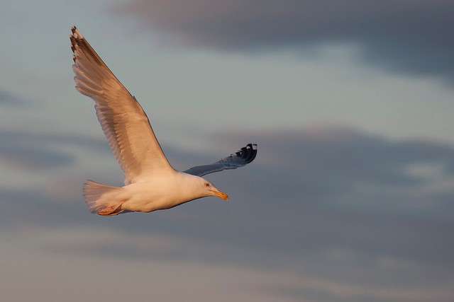 Larus argentatus | European Herring Gull | gråtrut
