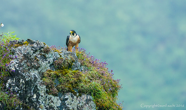 Shaheen falcon Habitat shot | Mountains of Chikmaglur| Karnataka | India