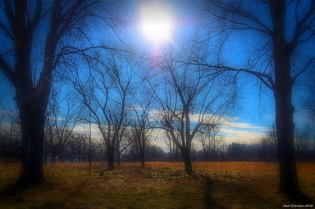 Trees And Sun. Windsor, ON.