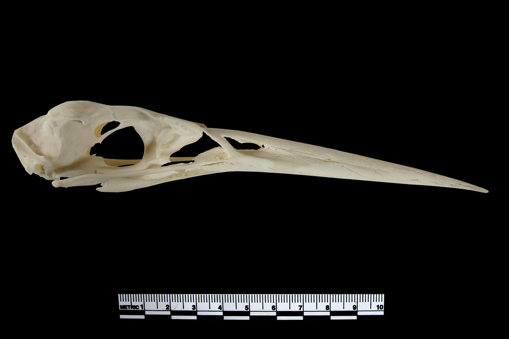 Heron skull | From our animal bone reference collection | Wessex  Archaeology | Flickr