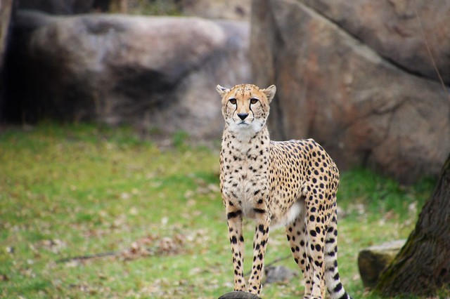 Cheetah (Gepard) - The Great Hunter