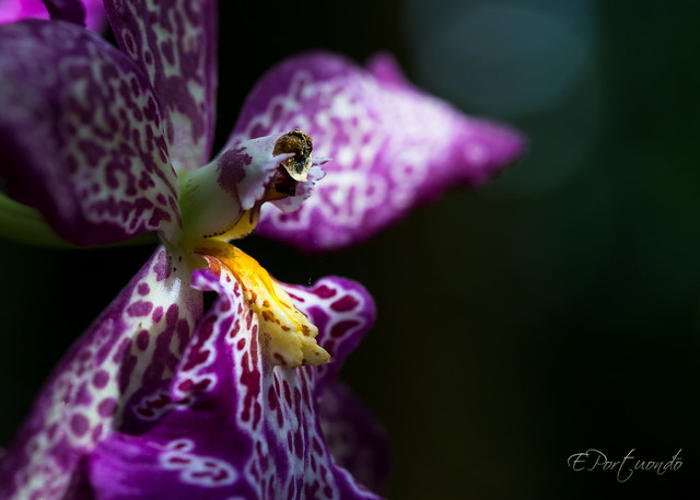 Lighted Orchid!