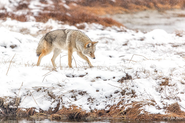 Coyote (Canis latrans) - Hunting along the Madison River - Yellowstone National Park