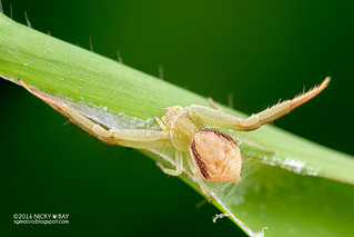 Crab spider (Henriksenia sp.) - DSC_3968