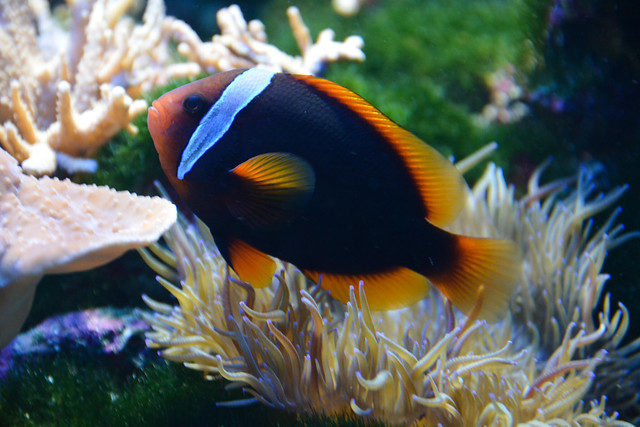 Tomato anemonefish  (Amphiprion frenatus)