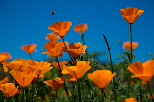 bee californiapoppies flowers plants santee california unitedstates us