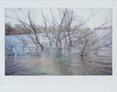trees_in_water | by Judy M. Boyle