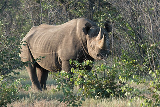 Schwarzes Rhino im Ongava Game Reserve