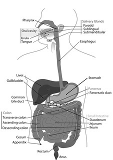 1000px-Digestive_system_diagram_en | by Tasty Yummies