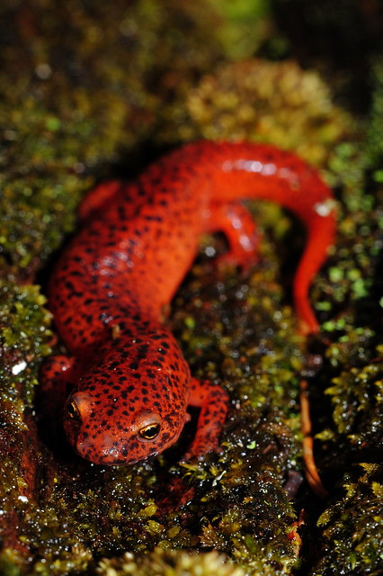 Black-Chinned Red Salamander - Pseudotriton ruber schencki