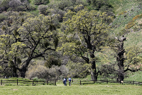 california statepark trees fence fort hiking hikers np oaktree valleyoak roble lebec quercuslobata forttejon grapevinecanyon militarypost wyojones deciduousoak forttejonstatehistoricalpark tansverseranges