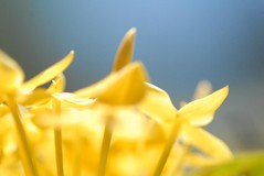 Always Sunny #Bulakgraphy #macro #nikond200 #nikonphotography #instaflower #flowersofinstagram #FlowerPower #FlowerMagic #yellow
