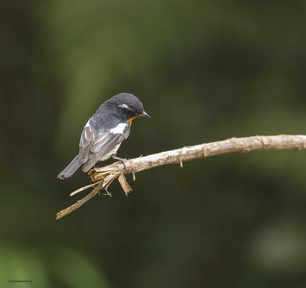 mugimaki flycatcher