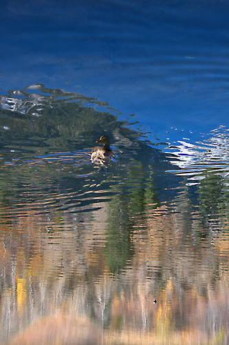 nature water reflections utah duck hiking patterns bellscanyon nikond90 eechillington