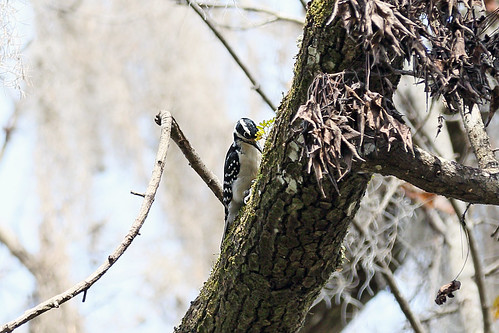 statepark tree bird birds female oak woodpecker branch florida hairywoodpecker picoidesvillosus claycounty goldhead keystoneheights goldheadbranch