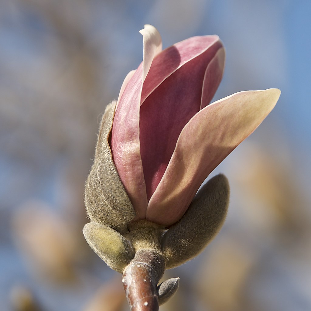 Bud bursting open on a tulip tree