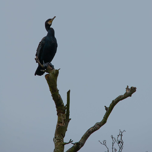 Young cormorant, high in West Park tree, preening