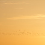 Snow Geese at Sunrise