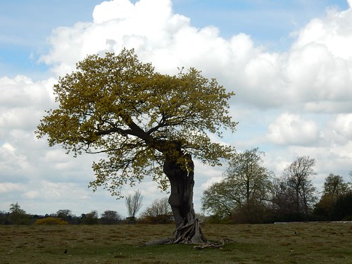 Gnarled tree (Very Bewick ) Knole Park, Sevenoaks to Westerham