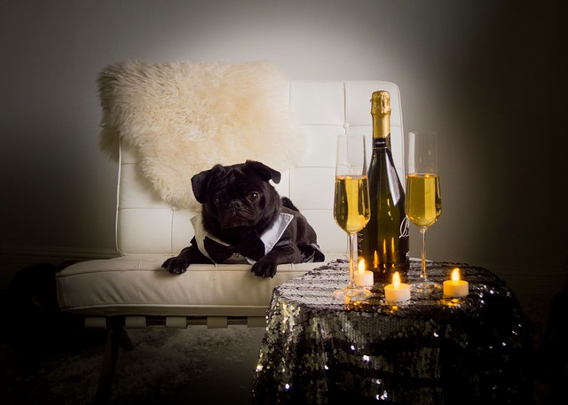 Dog & Champagne
