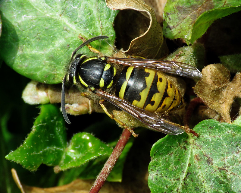 Vespula vulgaris - Common Wasp [A]