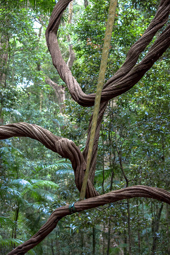 park rainforest walk branches reserve australia queensland maleny lightroom stranglerfig 2015 marycairncross