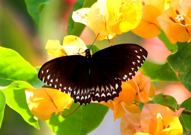 IMG_1267/Burma/Arakan States/ Papilio Clytia Clytia Clytia/ femelle