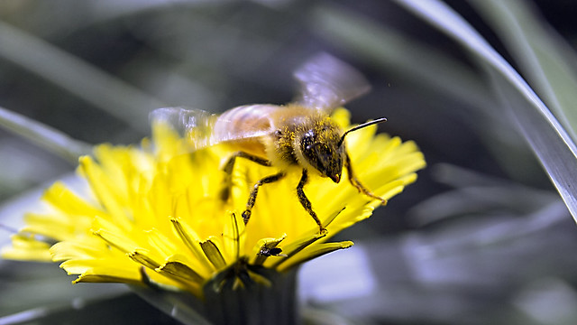 Honeybee Take-off
