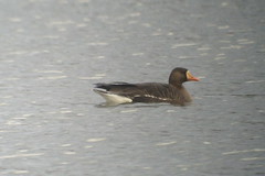 Greater White-fronted Goose 2