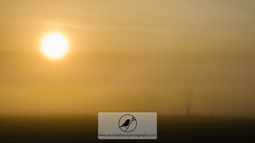 sun mist tree fog sunrise landscape spain catalunya es daybreak cassàdelaselva breakoftheday catalunyaexperience incostabrava