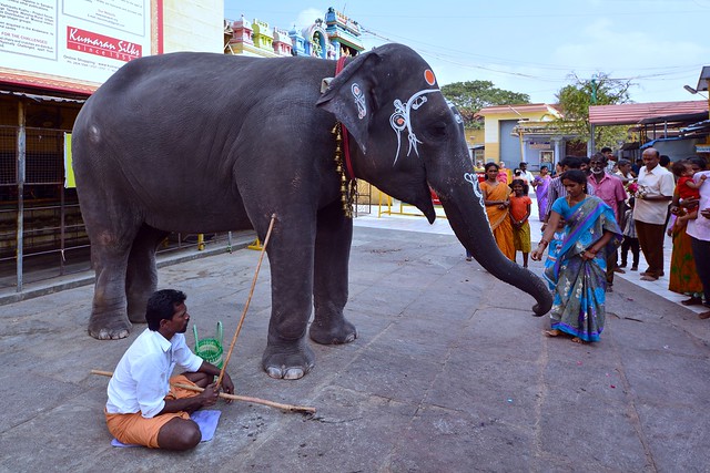 India - Tamil Nadu - Kanchipuram - Temple Elephant - 2