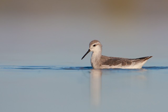 Phalaropus tricolor | Wilson's Phalarope | präriesimsnäppa