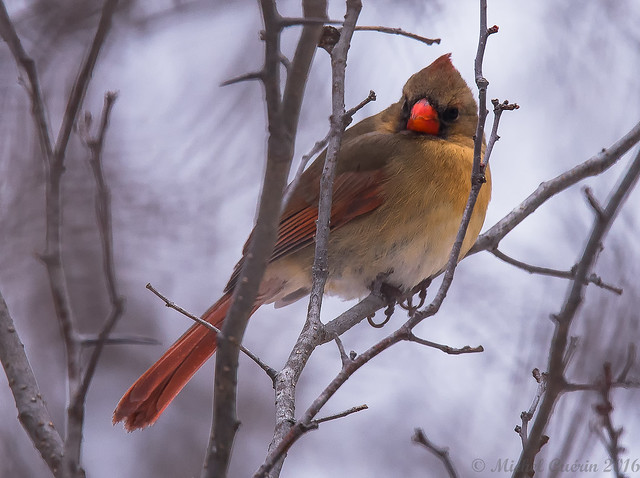 Cardinal rouge -  Northern Cardinal