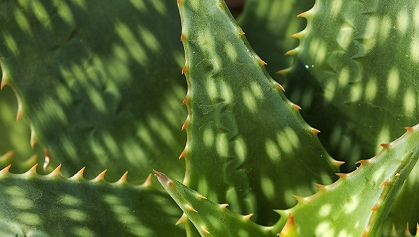 Background from the leaves of aloe cactus