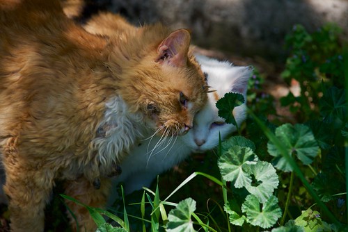 Unconditional Love | by adamkmyers