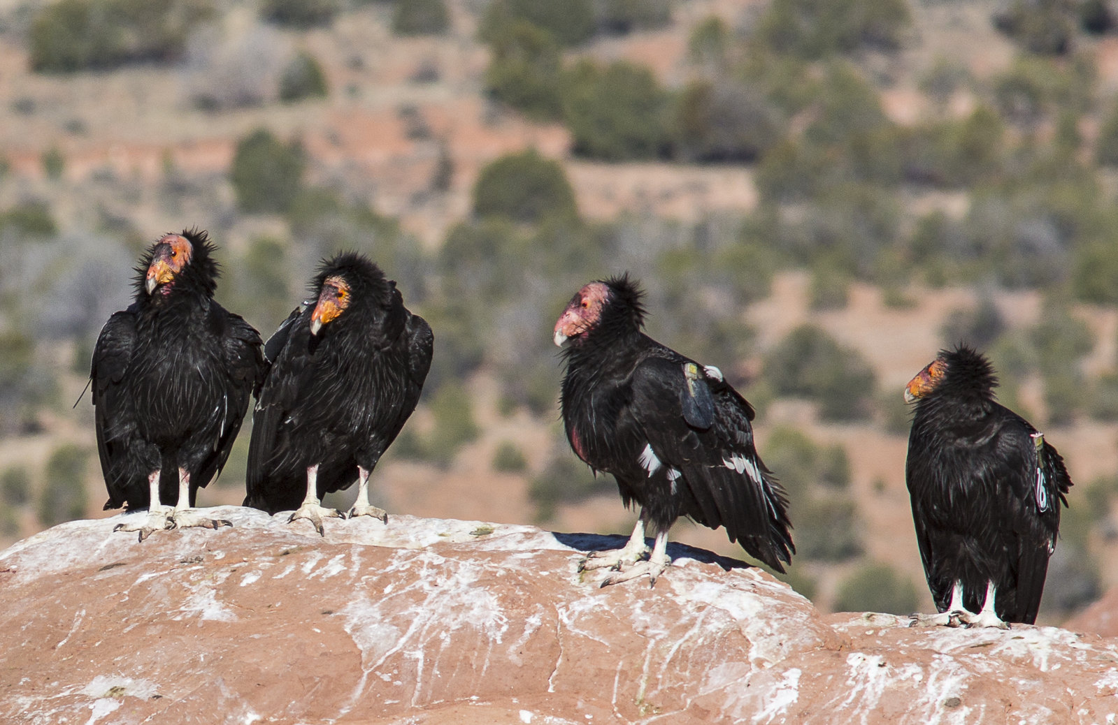 Four condors at Vermilion Cliffs National Monument