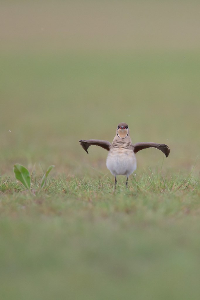 Glareola pratincola | Collared Pratincole | rödvingad vadarsvala