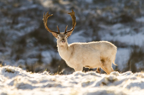 White Fallow Deer-3 | by Philip Blair's Photos