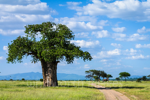 africa blue sky tree nature clouds landscape tanzania outdoors nationalpark african scenic plains grassland baobab tarangire savanna eastafrica tarangirenationalpark