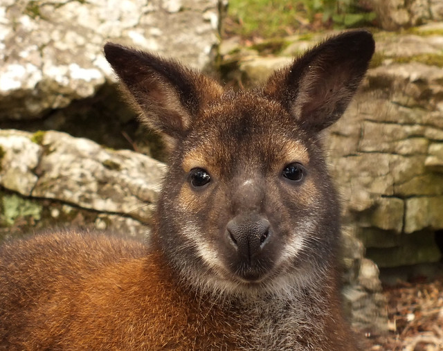Red-necked wallaby (Notamacropus rufogriseus) portrait
