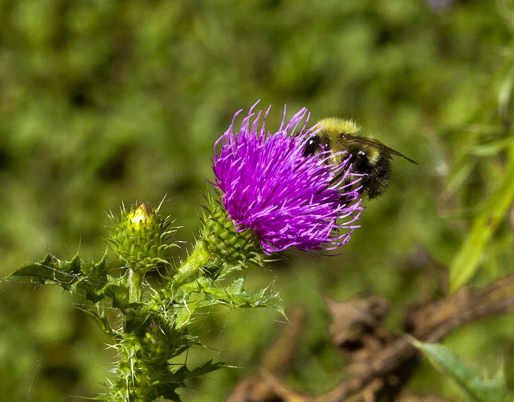 Thistle with Flower 13