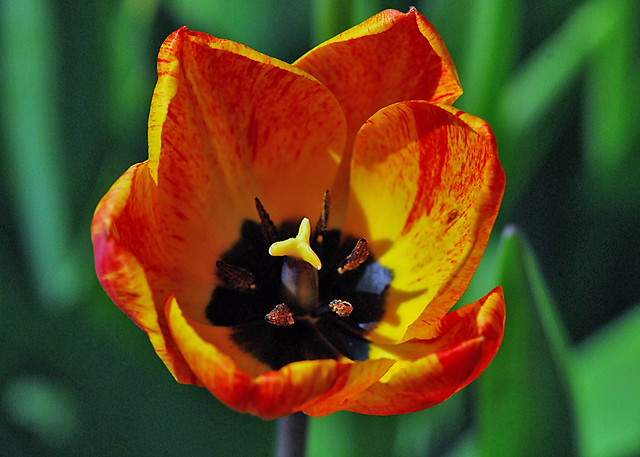 red 'n yellow tulip
