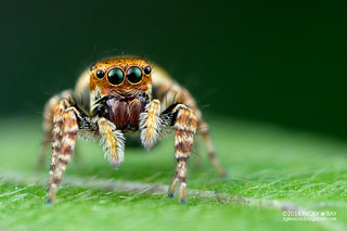 Jumping spider (Carrhotus sp.) - DSC_3946