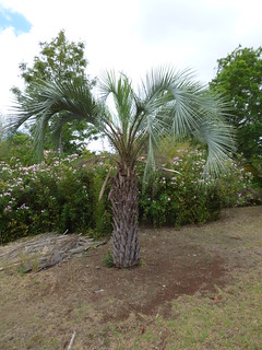 starr-150811-0555-Butia_capitata-habit-Enchanting_Floral_Gardens_of_Kula-Maui | by Starr Environmental
